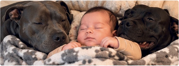 Imagen ilustrativa de convivencia tranquila entre un bebé y perros